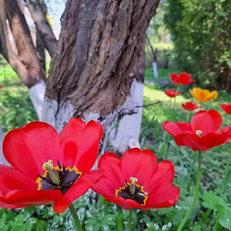Daire Champetre Park View Riga